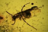 Detailed Fossil Ant, Crane fly And a Wasp in Baltic Amber #90840-1